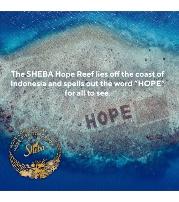 img-73e3027d66061fcf1057e09b60340267 SHEBA PERFECT PORTIONS Cuts in Gravy Wet Cat Food Trays (24 Count, 48 Servings), Roasted Chicken, Gourmet Salmon and Tender Turkey Entrée, Easy Peel Twin-Pack Trays